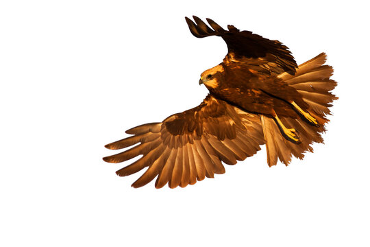 Flying bird of prey. Isolated image. White background. Western Marsh Harrier. 