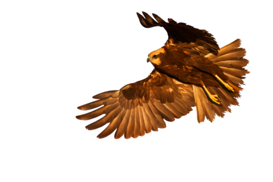 Flying bird of prey. Isolated image. White background. Western Marsh Harrier. 