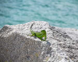 green iguana on a stone
