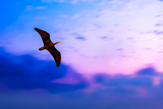 Bald ibis bird, whose species is seriously endangered. Northern Bald Ibis. Sunset sky background.