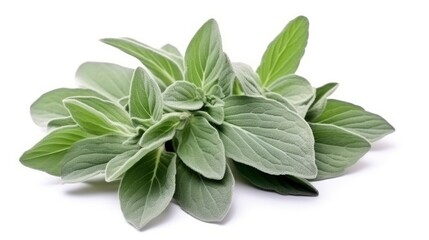 Plant lambs ear isolated on white background.
