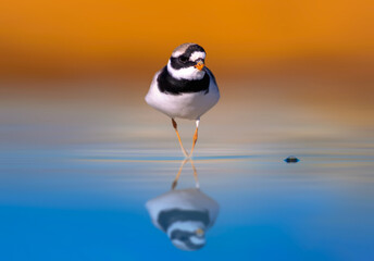 Cute little bird. Little Ringed Plover. Yellow blue nature background. Bird: Charadrius dubius.