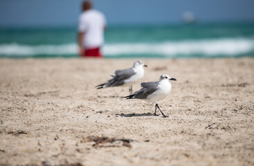 seagull on the beach