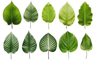 Beautiful Different Tropical Green Leaves Isolated on Transparent Background PNG. - obrazy, fototapety, plakaty