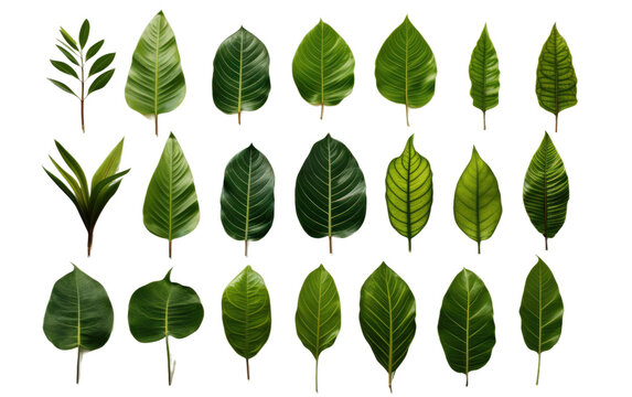 Splendid Different Tropical Green Leaves Isolated on Transparent Background PNG.