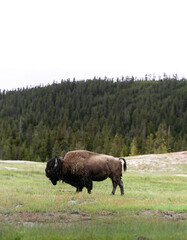 Bison grazing in the fields of grass