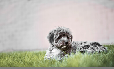 Dog laying 
on the grass