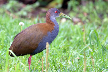 Slaty-breasted Wood-Rail (Aramides saracura) perched in the middle of the bush