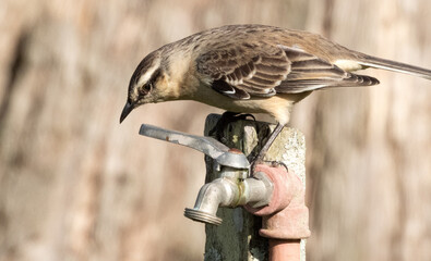 Oiseau Moqueur plombé perché sur un robinet pour boire (Mimus Saturnimus) / Quebrada de los Cuervos, Uruguay - obrazy, fototapety, plakaty