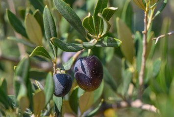 black fresh olives on olive tree branches