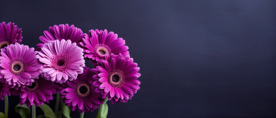 minimalistic purple background with gerberas, top view with empty copy space