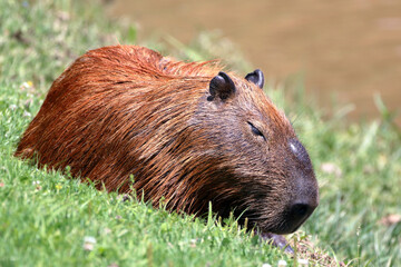 Fototapeta premium capybara (Hydrochoerus hydrochaeris). isolated, sleeping on grass