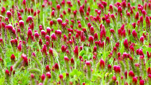 4K Video: Beautiful Clover Flower Blossoms in Spring