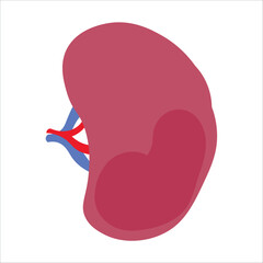 Human kidney on white background