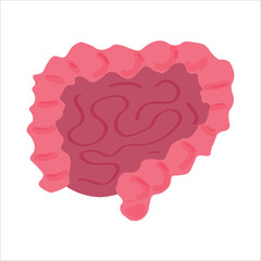 Human bowel on white background