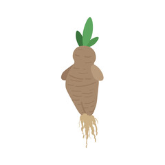 Mandrake plant on white background
