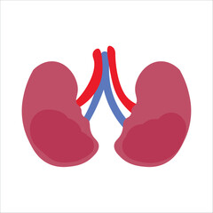 Human kidneys on white background