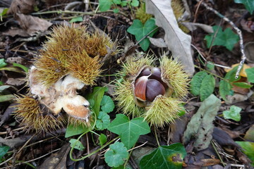 chestnuts on the forest floor open in autumn. chestnut hedgehog. chestnut weather