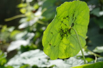 aphid pest attack on backyard garden crop. aphid attacks nasturtium trap plant