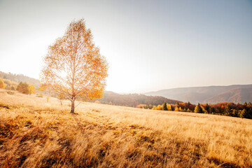 Majestic birches in sunny beams at magical valley.