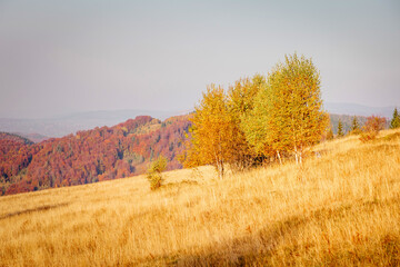 Fototapeta premium Majestic birches in sunny beams at magical valley.