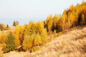 Majestic birches in sunny beams at magical valley.