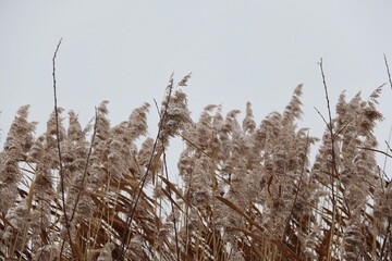 Winter nature at Bohdaneč pond Nature Trail in winter, Czech Republic