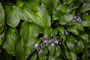 Insect damaged hosta leaves. Wet leaves of hosta plant after rain. Gardening concept.