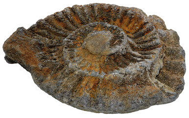ammonite fossil