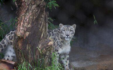 Snow Leopard Stare