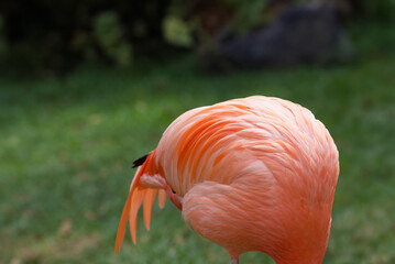 Flamingo hiding