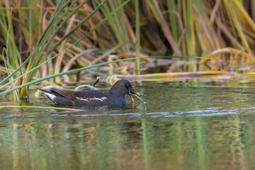 Common Moorhen swimming on the surface of a pond in the morning light