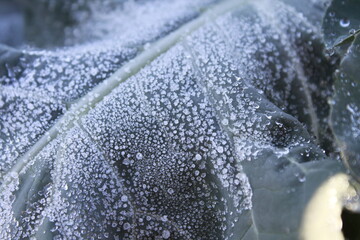 Broccoli leaf with ice