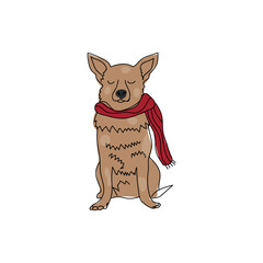 Cute dog in warm scarf on white background