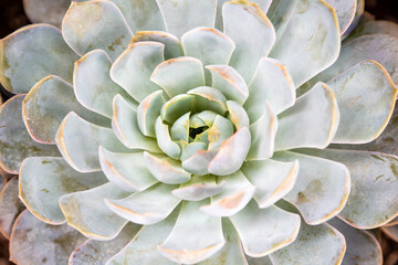 Close-up of the succulent Echeveria with luminous light blue to blue-grey foliage tinged lilac...