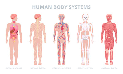 Cartoon human body systems. Internal organs, blood, muscular system and skeleton, medical anatomy infographic flat vector illustration set. Human anatomy scheme