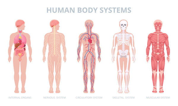 Cartoon human body systems. Internal organs, blood, muscular system and skeleton, medical anatomy infographic flat vector illustration set. Human anatomy scheme