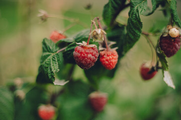 Raspberries. Branch of ripe raspberries in a garden. Close up of raspberry plant.