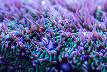 Bartkoralle  Duncanopsammia axifuga