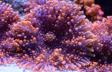 wundersch&ouml;nes Farbspiel einer Scheibenanemone