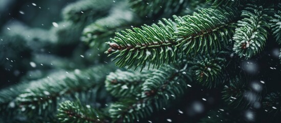 Christmas tree branches on a natural background.