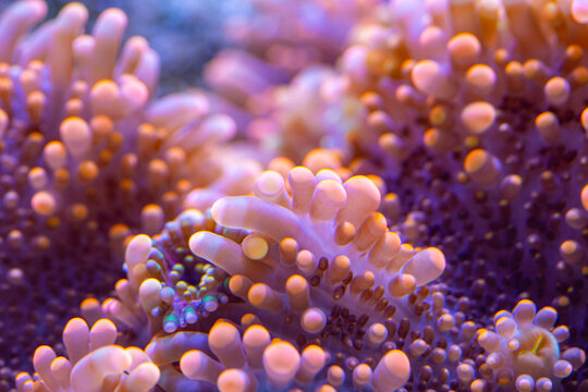 wundersch&ouml;nes Farbspiel einer Scheibenanemone