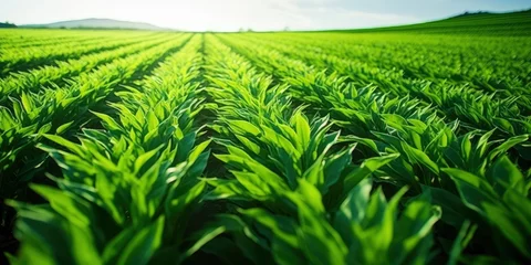 Foto op Aluminium Field of vibrant green biofuel crops. © Md