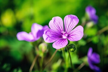 Geranium wilfordii flower.