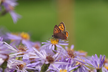 Cuivré commun --- Bronzé (Lycaena phlaeas)
Lycaena phlaeas on an unidentified flower or plant