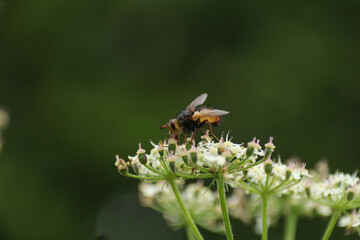 Tachinaire hérissonne (Tachina fera)
Tachina fera on an unidentified flower or plant