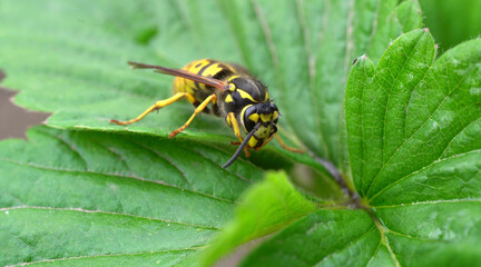 wasp