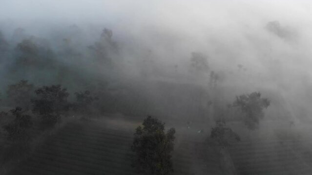 White mist in the countryside of tea hills in Lam Dong