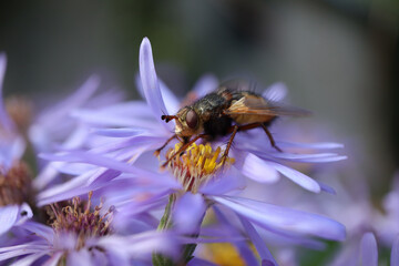 Tachinaire hérissonne (Tachina fera)
Tachina fera on an unidentified flower or plant