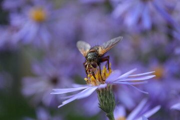 Tachinaire hérissonne (Tachina fera)
Tachina fera on an unidentified flower or plant
